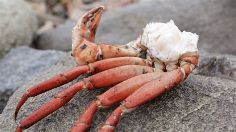 Check spelling or type a new query. Cooking Instructions - Crab Clusters - True North Seafood