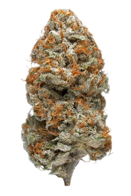 Purple Kush Strain Hybrid Cannabis Review Thc Hytiva