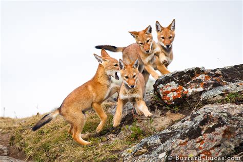 Four Wolf Pups Burrard Lucas Photography