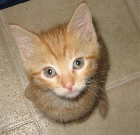 Tabby Kittens For Adoption Pets Pakistan Tabby Kitten For Free