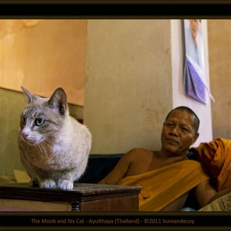 The Monk And His Cat Cats Monk The Monks