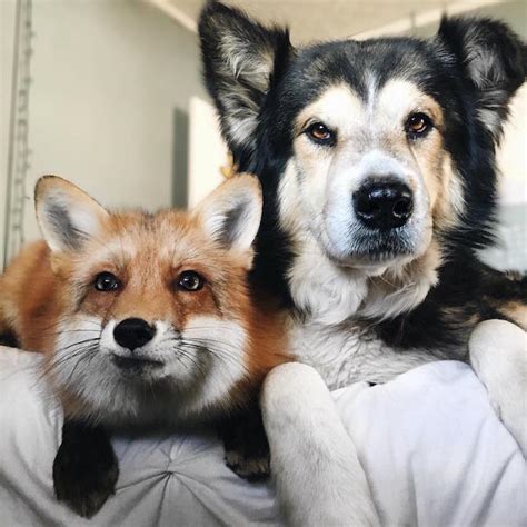 Energetic Pet Fox Finds An Unlikely Best Friend In A Gentle Canine