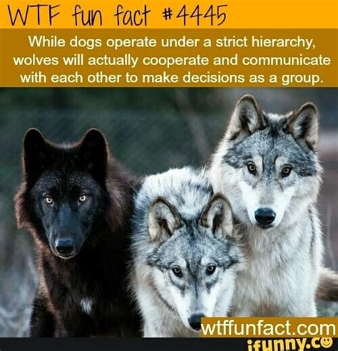 Pin By Devina Draper On Mine Facts About Wolves Dog Facts Animal Facts