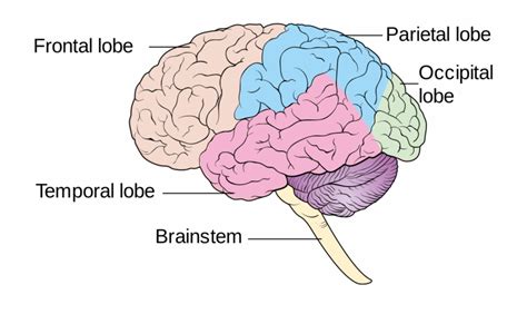 Blank Diagram Of The Brain Lobes Aflam Neeeak