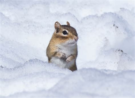 Where Do Chipmunks Go In The Winter And How Do They Survive My