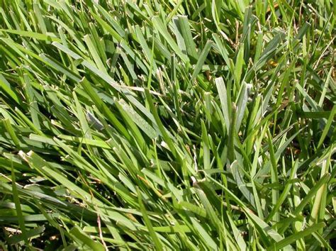 Zoysia grass is probably wonderful, if you live in an area where it is warm year round. How to Grow and Care for Zoysia Grass