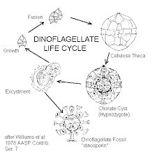 These organisms can reproduce asexually through a process called parthenogenesis. Dinoflagellates life cycle reproduce by cellular division ...