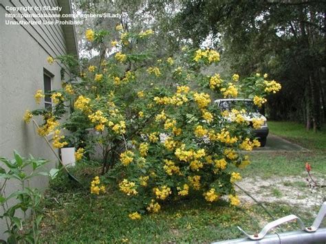 View Picture Of Privet Cassia Senna Ligustrina At Dave S Garden All Pictures Are Contributed