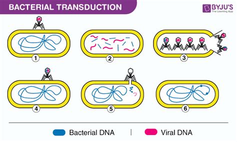 What Are The Three Types Of Genetic Recombination In Bacteria