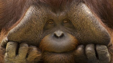 Orangutan Monkey Face Wallpaper Hd Animals 4k Wallpapers Images