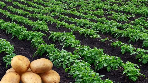 Agriculture Technology Potatoes Cultivativate Potatoes Amazing