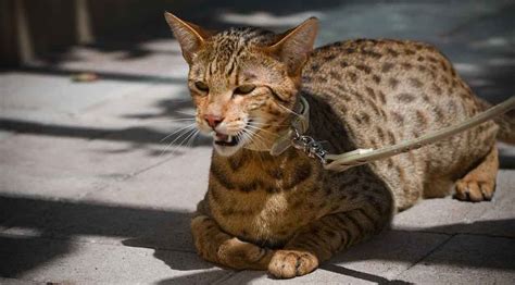 The ashera is the worlds newest, rarest, and most exotic domestic cat. Ashera cat | Information & Cat Breed Facts | Pets Feed