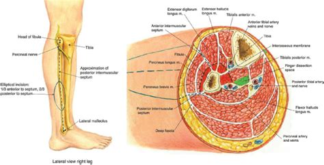 Prep for a quiz or learn for fun! Anatomy Of The Lower Leg - Anatomy Diagram Book