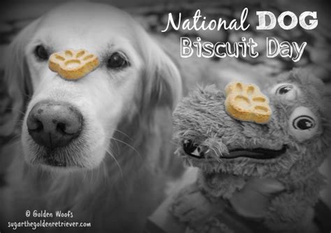 They are a route back to real life. National Dog Biscuit Day - Golden Woofs
