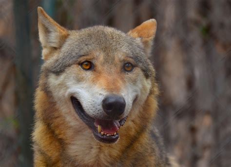 Red Wolf Canis Rufus Endangered Species Of Wolves Native To