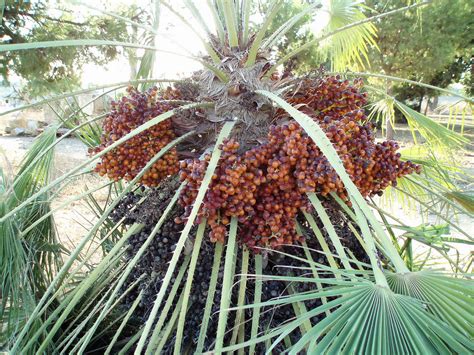 How To Grow Date Palm Tree Growing Medjool Dates