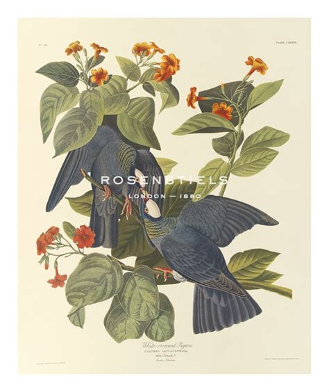 james audubon hand numbered limited edition print on paper white