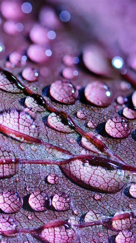 Wallpaper Water Drops Leaves 4k 5k Nature 18596