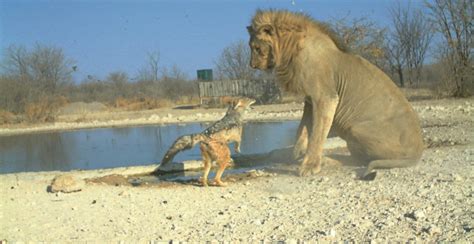 Bbc Wildlife Magazine Camera Trap Photo Of The Year 2011