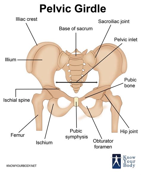 Pelvic Girdle Bones Function Anatomy And Faqs