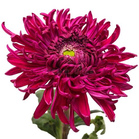 Maroon Chrysanthemum Mums Aster Flowers Crysanths Stock Photo Image