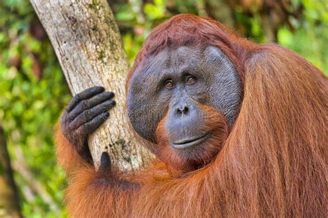 Parque Nacional De Puentes De Orangutan Pongo Pygmaeus Tanjung Foto De