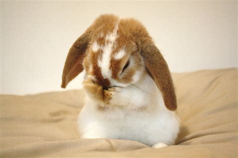 20 Cute Bunny Pictures Part 2 Amazing Creatures