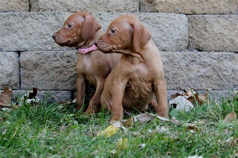 Located in tennessee, we breed our vizsla puppies for health, temperament, and proper structure. Lone Oaks Vizslas - Hutchinson, MN | Puppies For Sale