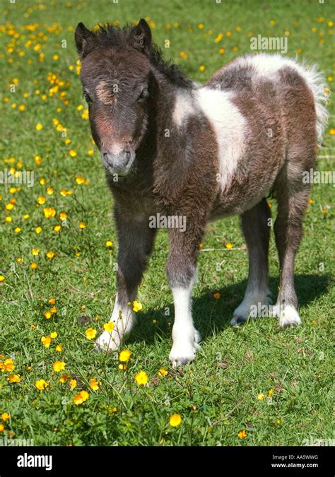 A Miniature Foal Pony In A Field Of Yellow Buttercups With The