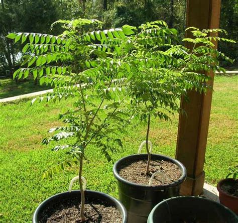 How To Grow Curry Leaf Tree