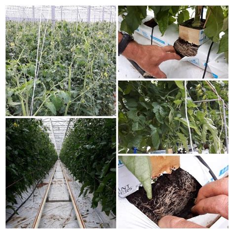 Dutch Plantin Double Layered Grow Bags Sa 8000 Certified In Uk