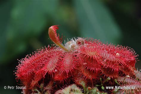 Drosera spatulata is a rosetted sundew widespread across australasia, se asia and e asia, growing from new zealand up the east coast of australia, across se asia to china and japan. Drosera montana Photos, Drosera montana Images, Nature ...