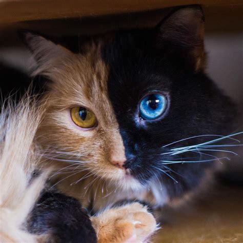 A feline's eyes are always facing forward, which allows for stronger depth perception than the yes, cats can see colors. Meet Quimera - The Argentinian Cat With Two Faces | Viral ...