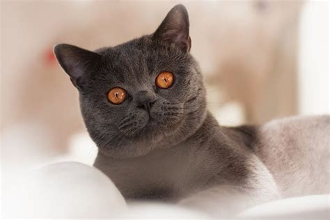 Chartreux Cat Breed Profile Personality Care Pictures