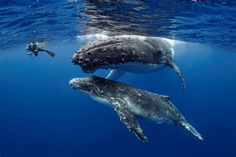 Stunning Underwater Images Taken By Brit Diver Show Humpback Whales With Young Calf In Tongan