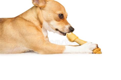 Cute Dog Chewing On Toothbrush Stock Photo Image Of Playing Cute