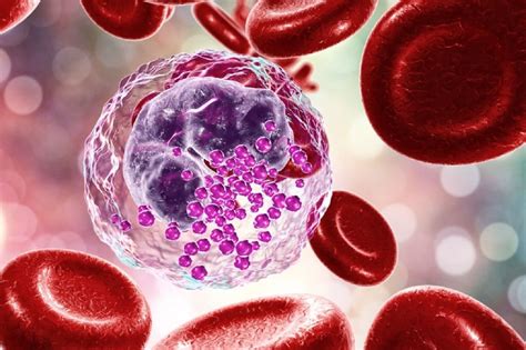 O Que é Basofilos Baixo No Exame De Sangue