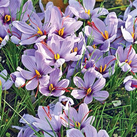 Not all on the list are true bulbs; Crocus Celebrated as 2015 Flower Bulb of the Year | Breck's