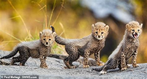 Baby Cheetahs In The Wild