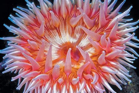 Sea Anemone Colorful Predatory Sea Animals Environmental Earth