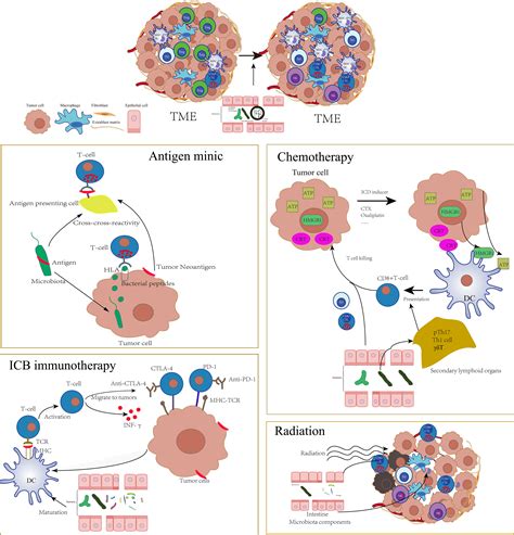 Frontiers Effects Of Gut Microbiota On Host Adaptive Immunity Under
