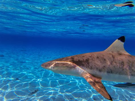 Black Tip Reef Sharks Off The Island Of Bora Bora Society Islands