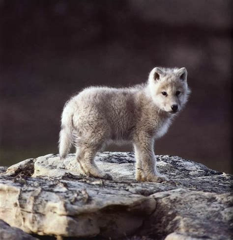 wolves - Wolves Photo (8191633) - Fanpop