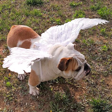 Halloween Angel Wings For Dogs White Or Black Dog Costume Etsy Australia