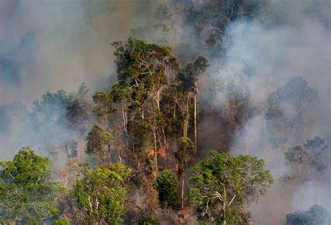 Amazonie La Déforestation Bat Des Records Au Premier Semestre 2020