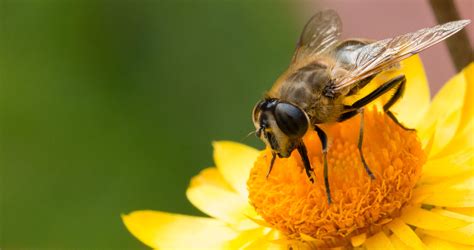 Tell The Epa To Act On Bee Killing Pesticides Now