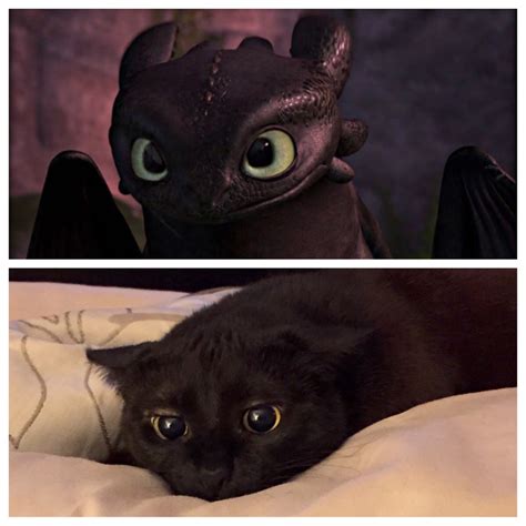 Black Cat Totally Looks Like Toothless Totally Looks Like Separated At Birth Know Your Meme