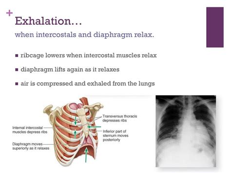 Ppt The Mechanics Of Breathing Powerpoint Presentation Free Download