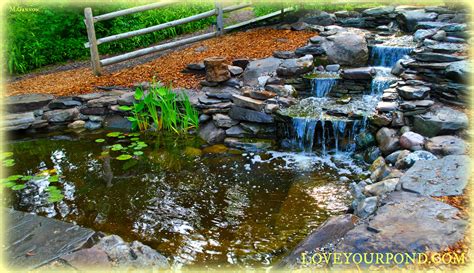 Goldfish Pond Water Garden With Multi Tier Waterfall Display In Summit