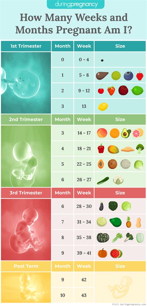How Many Weeks And How Many Months Am I With Size Chart Pregnancy